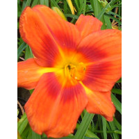 Liliowiec 'Holiday Delight' Hemerocallis