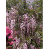 Glicynia chińska (różowa) 'Rosea' | Wisteria sinensis