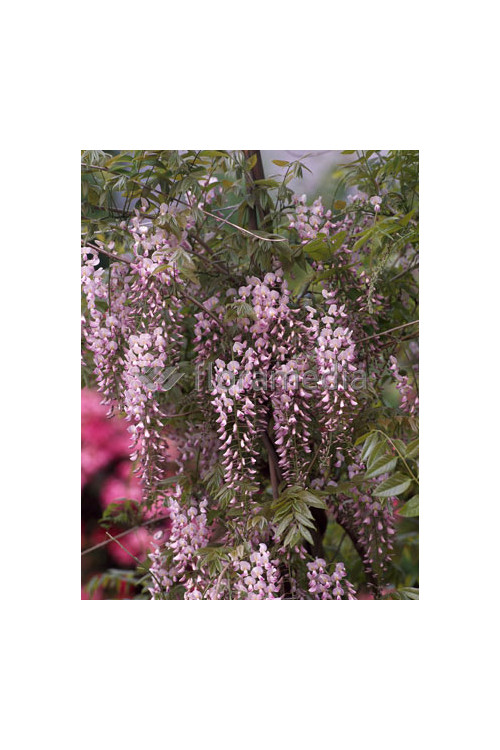 Glicynia chińska (różowa) 'Rosea' | Wisteria sinensis