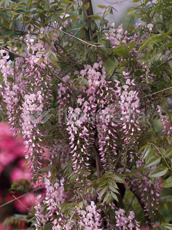 Glicynia chińska (różowa) 'Rosea' | Wisteria sinensis