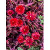 Słonecznica 'Desert Dancer Red' | Delosperma