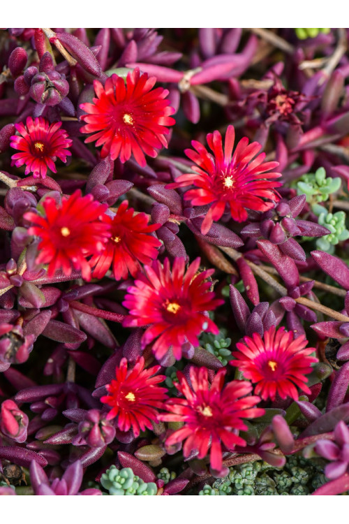 Słonecznica 'Desert Dancer Red' | Delosperma