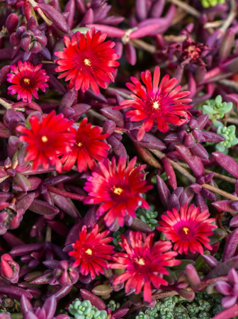 Słonecznica 'Desert Dancer Red' | Delosperma