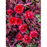 Słonecznica 'Desert Dancer Red' | Delosperma