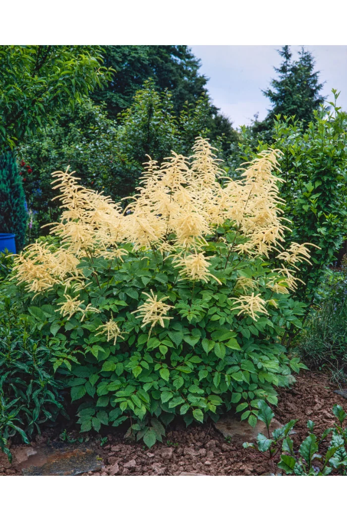 Parzydło leśne 'Zweiweltenkind' Aruncus sinensis