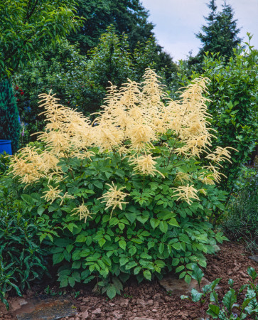 Parzydło leśne 'Zweiweltenkind' Aruncus sinensis