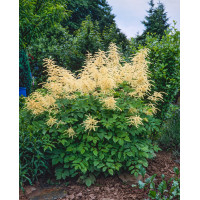 Parzydło leśne 'Zweiweltenkind' Aruncus sinensis