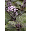 Bazylia 'Magic Mountain' Ocimum basilicum
