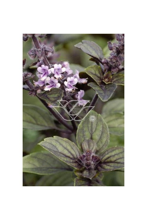 Bazylia 'Magic Mountain' Ocimum basilicum