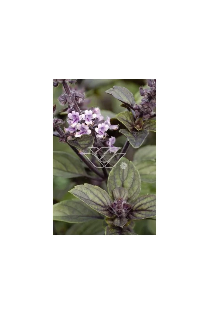 Bazylia 'Magic Mountain' Ocimum basilicum