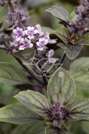 Bazylia 'Magic Mountain' Ocimum basilicum