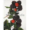 Malina czarna 'Bristol' Rubus occidentalis
