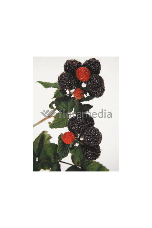 Malina czarna 'Bristol' Rubus occidentalis