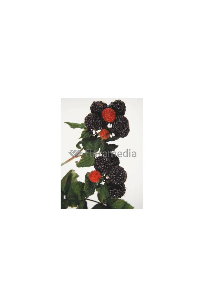 Malina czarna 'Bristol' Rubus occidentalis