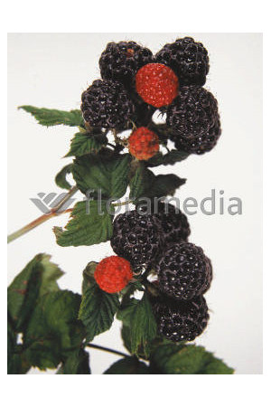 Malina czarna 'Bristol' Rubus occidentalis