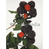 Malina czarna 'Bristol' Rubus occidentalis