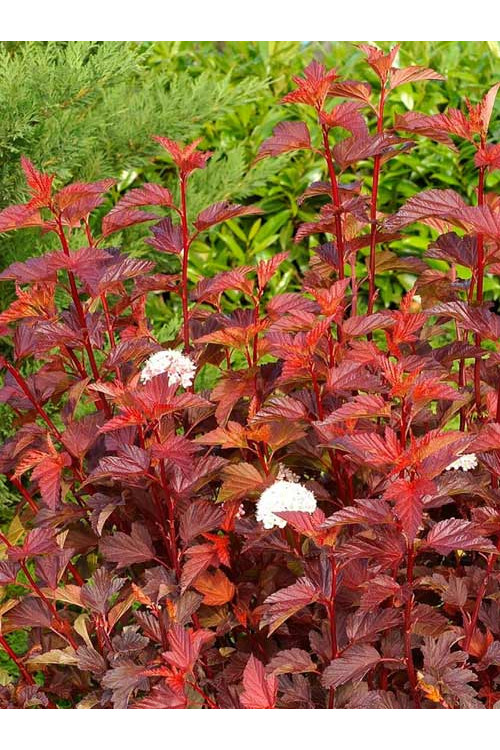 Pęcherznica kalinolistna 'Zdechovice' | Physocarpus opulifolius