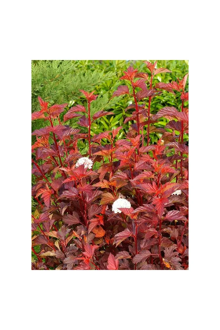 Pęcherznica kalinolistna 'Zdechovice' | Physocarpus opulifolius