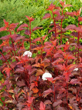 Pęcherznica kalinolistna 'Zdechovice' | Physocarpus opulifolius