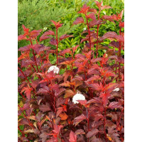 Pęcherznica kalinolistna 'Zdechovice' | Physocarpus opulifolius