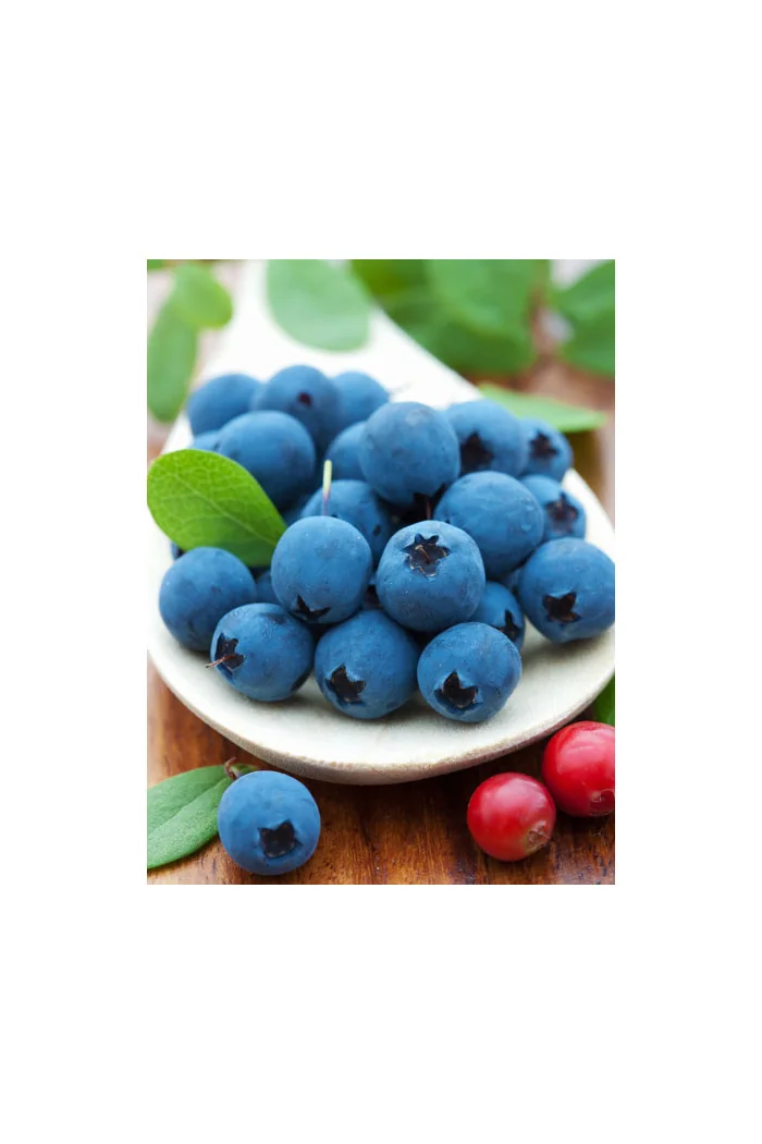 Borówka wysoka (amerykańska) 'Earliblue' | Vaccinium corymbosum