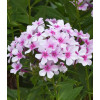 Floks wiechowaty 'Ka Pow White Bicolor' | Phlox panniculata