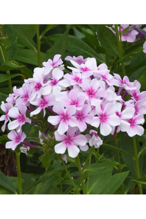 Floks wiechowaty 'Ka Pow White Bicolor' | Phlox panniculata