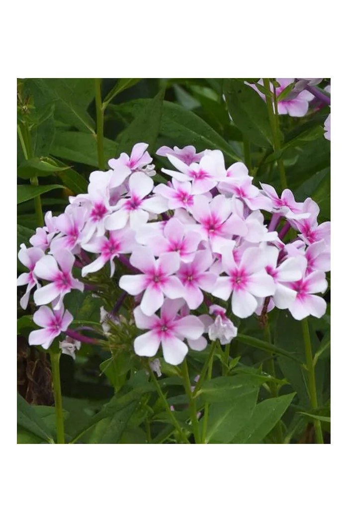 Floks wiechowaty 'Ka Pow White Bicolor' | Phlox panniculata
