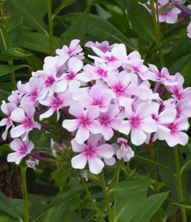 Floks wiechowaty 'Ka Pow White Bicolor' | Phlox panniculata