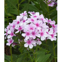 Floks wiechowaty 'Ka Pow White Bicolor' | Phlox panniculata