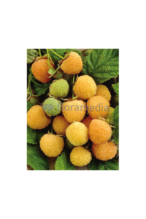 Malina 'Poranna Rosa' | Rubus idaeus