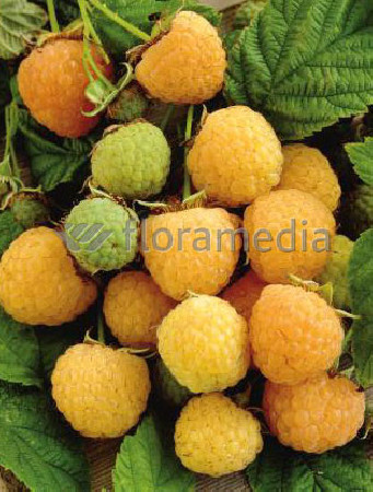 Malina 'Poranna Rosa' | Rubus idaeus