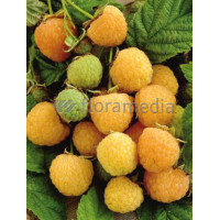 Malina 'Poranna Rosa' | Rubus idaeus