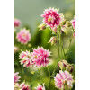 Orlik 'Nora Barlow' | Aquilegia vulgaris