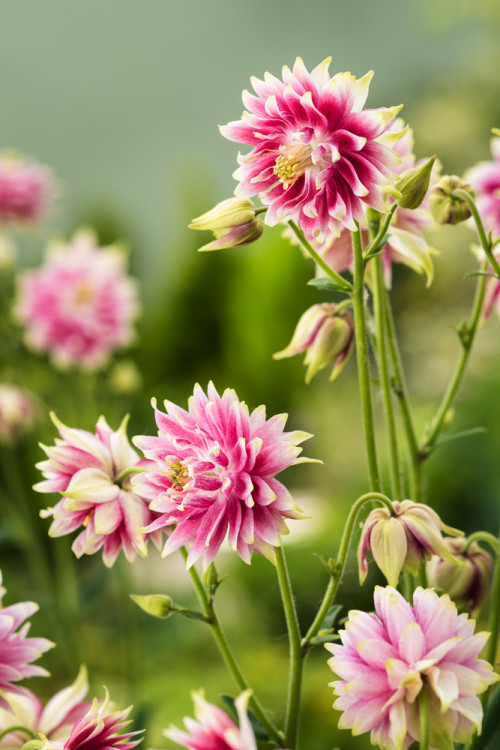 Orlik 'Nora Barlow' | Aquilegia vulgaris