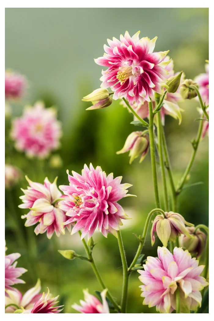 Orlik 'Nora Barlow' | Aquilegia vulgaris