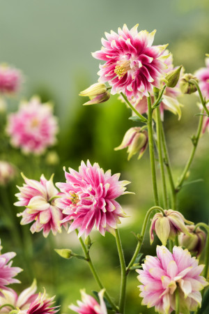 Orlik 'Nora Barlow' | Aquilegia vulgaris