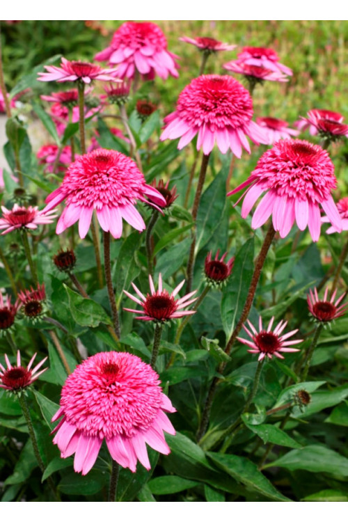 Jeżówka 'Summer Candy' | Echinacea