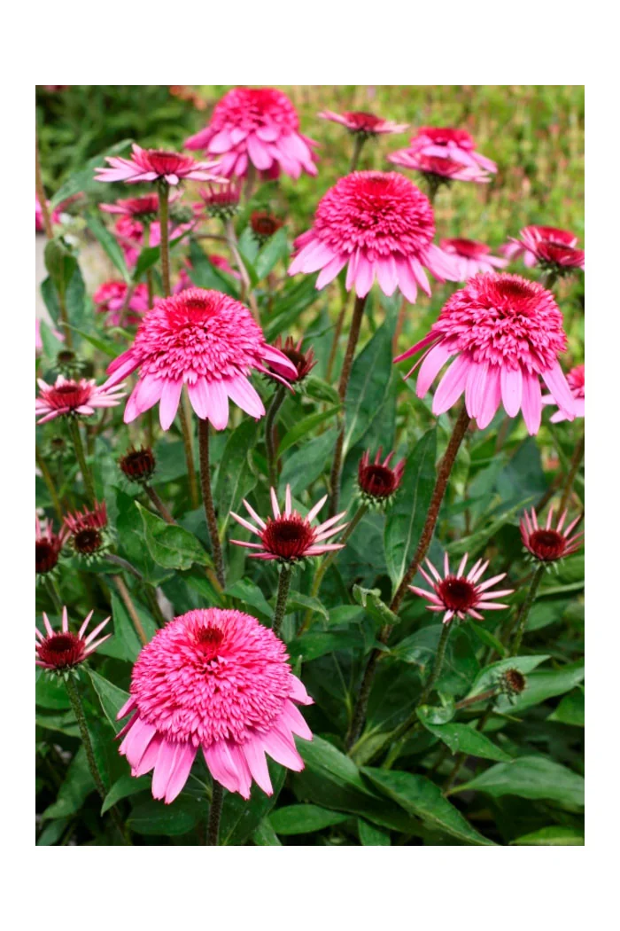 Jeżówka 'Summer Candy' | Echinacea