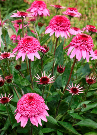 Jeżówka 'Summer Candy' | Echinacea