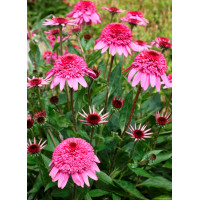 Jeżówka 'Summer Candy' | Echinacea