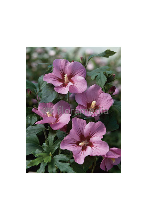Ketmia syryjska 'Pink Flirt' Hibiscus syriacus