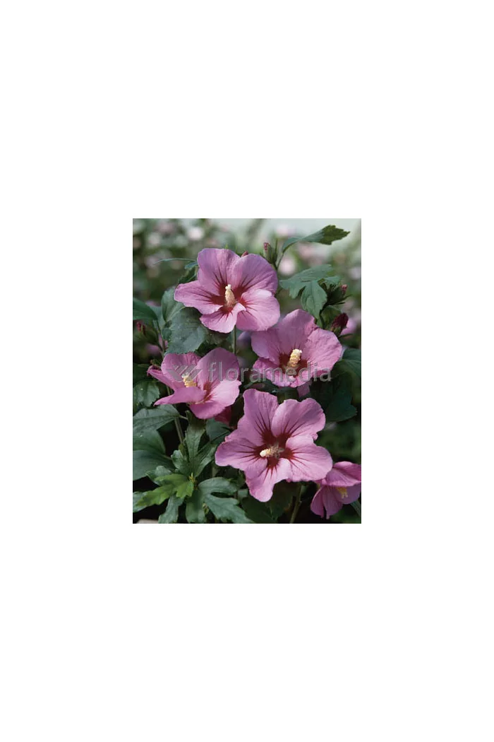 Ketmia syryjska 'Pink Flirt' Hibiscus syriacus