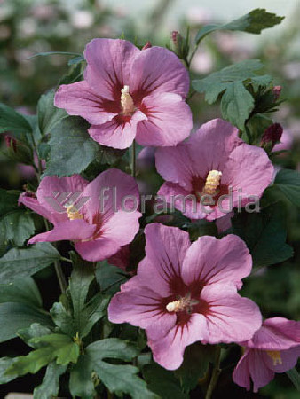 Ketmia syryjska 'Pink Flirt' Hibiscus syriacus