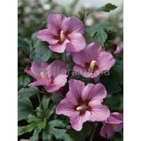 Ketmia syryjska 'Pink Flirt' Hibiscus syriacus