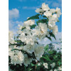 jaśminowiec, jaśminowiec wonny, jaśminowiec Albatre, Philadelphus