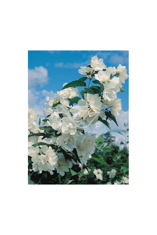jaśminowiec, jaśminowiec wonny, jaśminowiec Albatre, Philadelphus