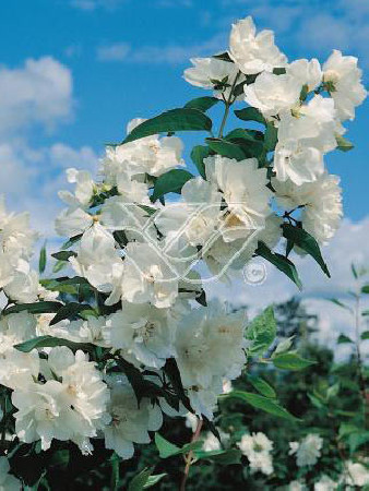 jaśminowiec, jaśminowiec wonny, jaśminowiec Albatre, Philadelphus