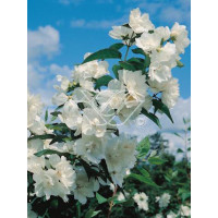jaśminowiec, jaśminowiec wonny, jaśminowiec Albatre, Philadelphus