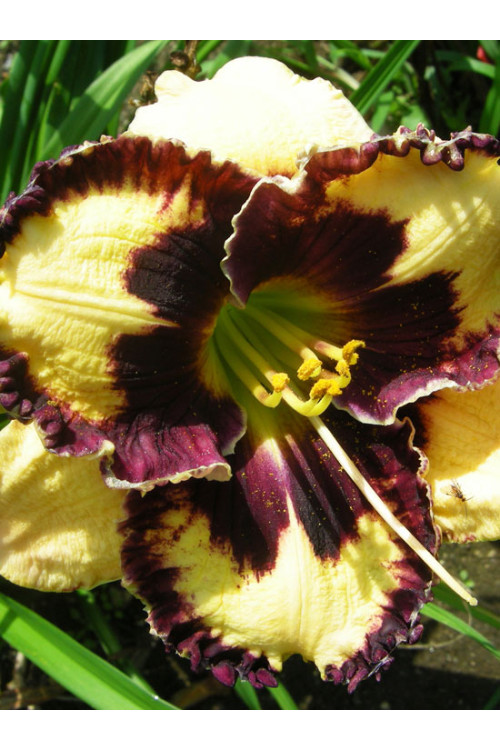 liliowiec, hemerocallis